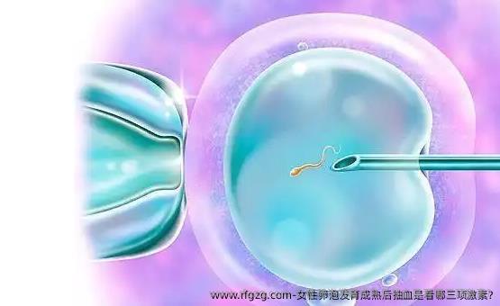 女性卵泡发育成熟后抽血是看哪三项激素?